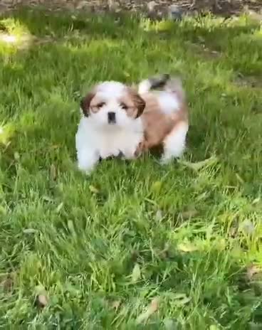 Shih Tzu dogs for sale: Cute male and female shih tzu puppies available - Video 2