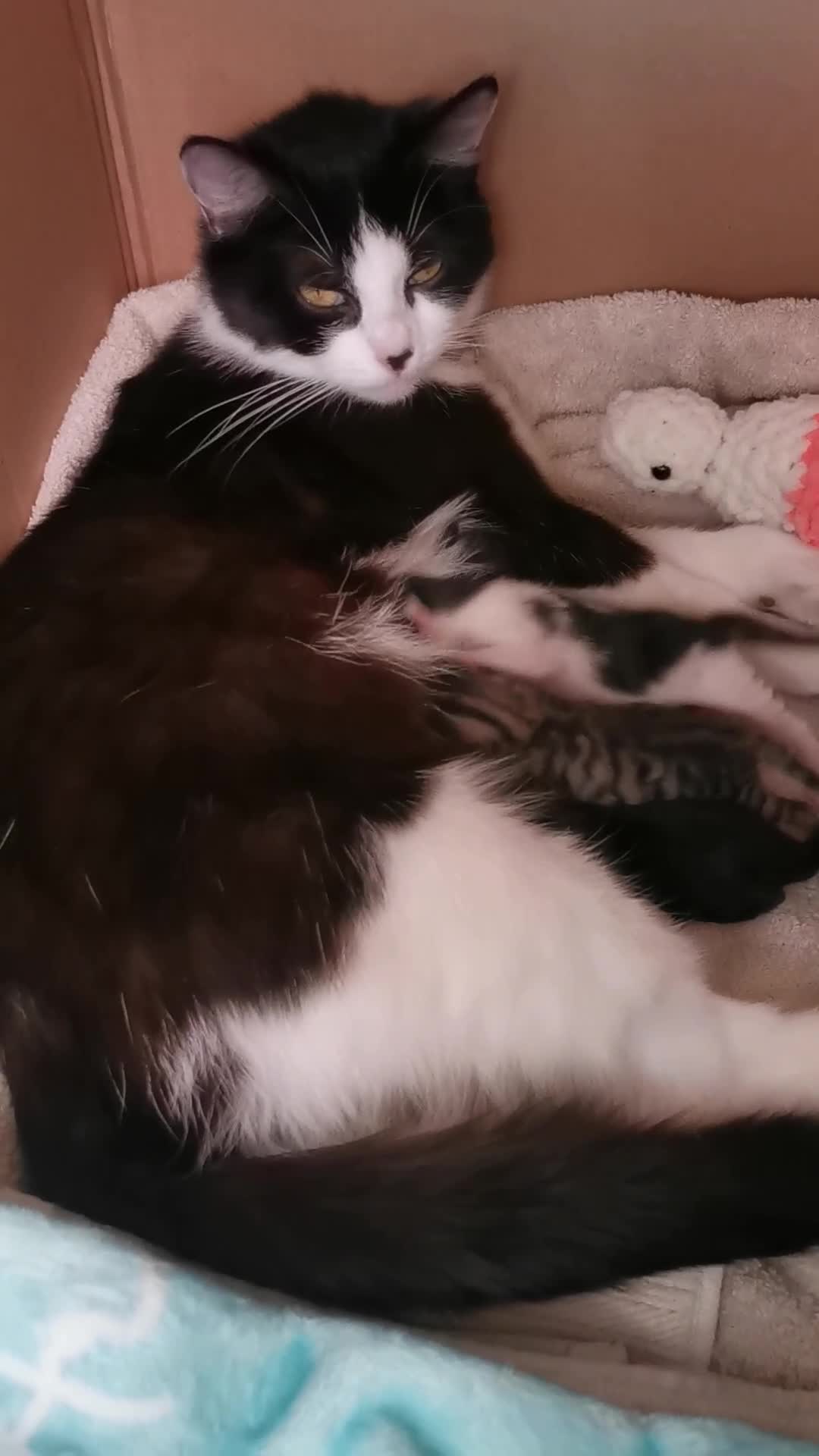 Mixed Breed cats for sale: 4 mixed breed kittens in Aylesbury - Video 1