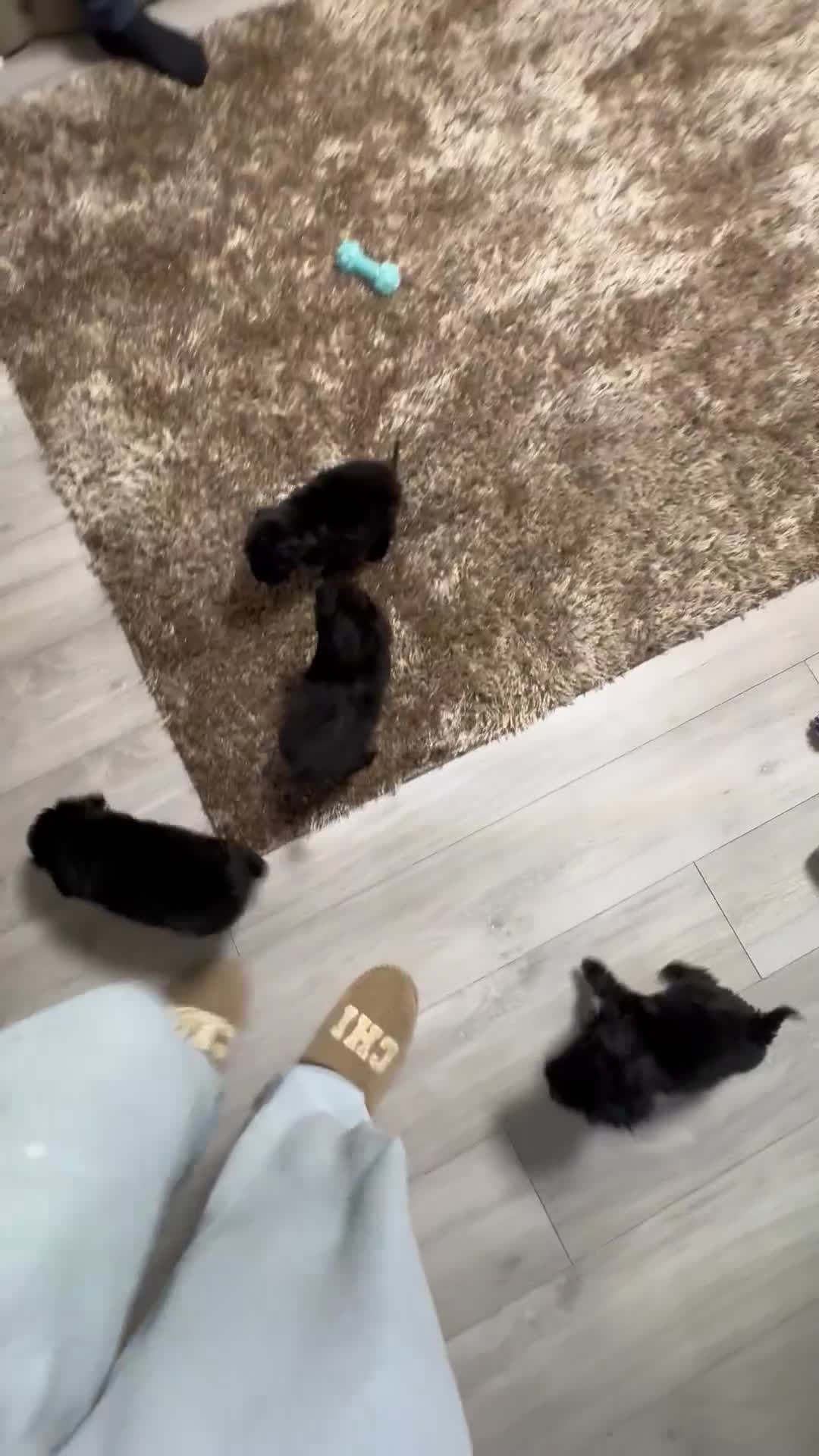 Sheepadoodle dogs for sale: Micro mini Sheepadoodles 1 bou Left! - Video 1