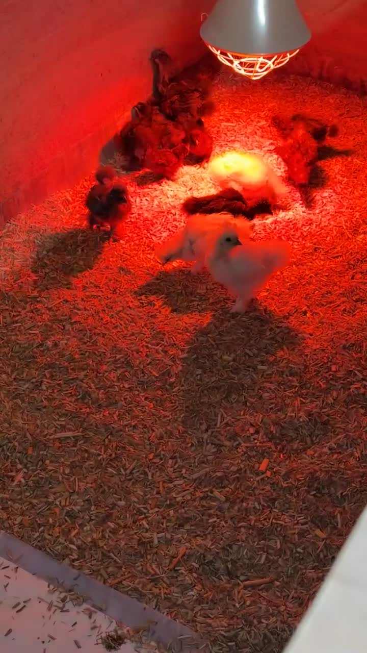 Chickens poultry for sale: Silkie Chicks - Video 3