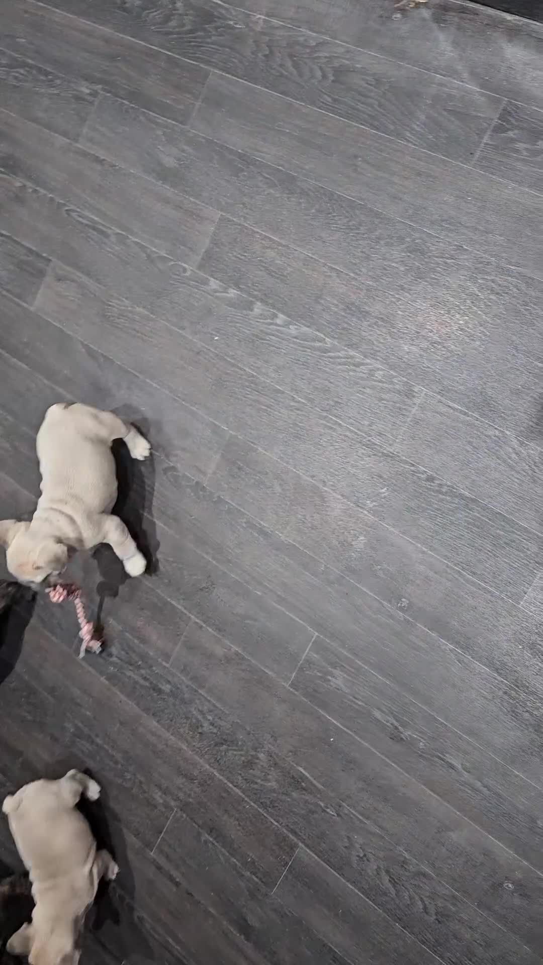 French Bulldog dogs for sale: French buldog puppies - Video 1