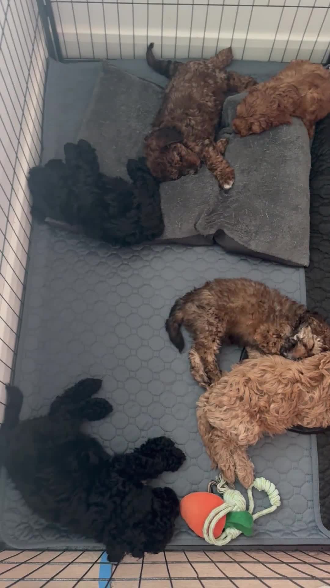 Cockapoo dogs for sale: Beautiful Cockapoos Full Health Tested  - Video 3