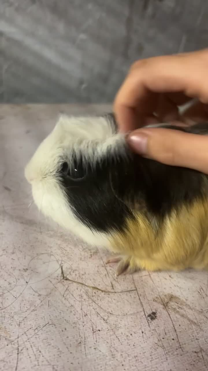 Guinea Pig rodents for sale: Female Guinea Pig - Video 1