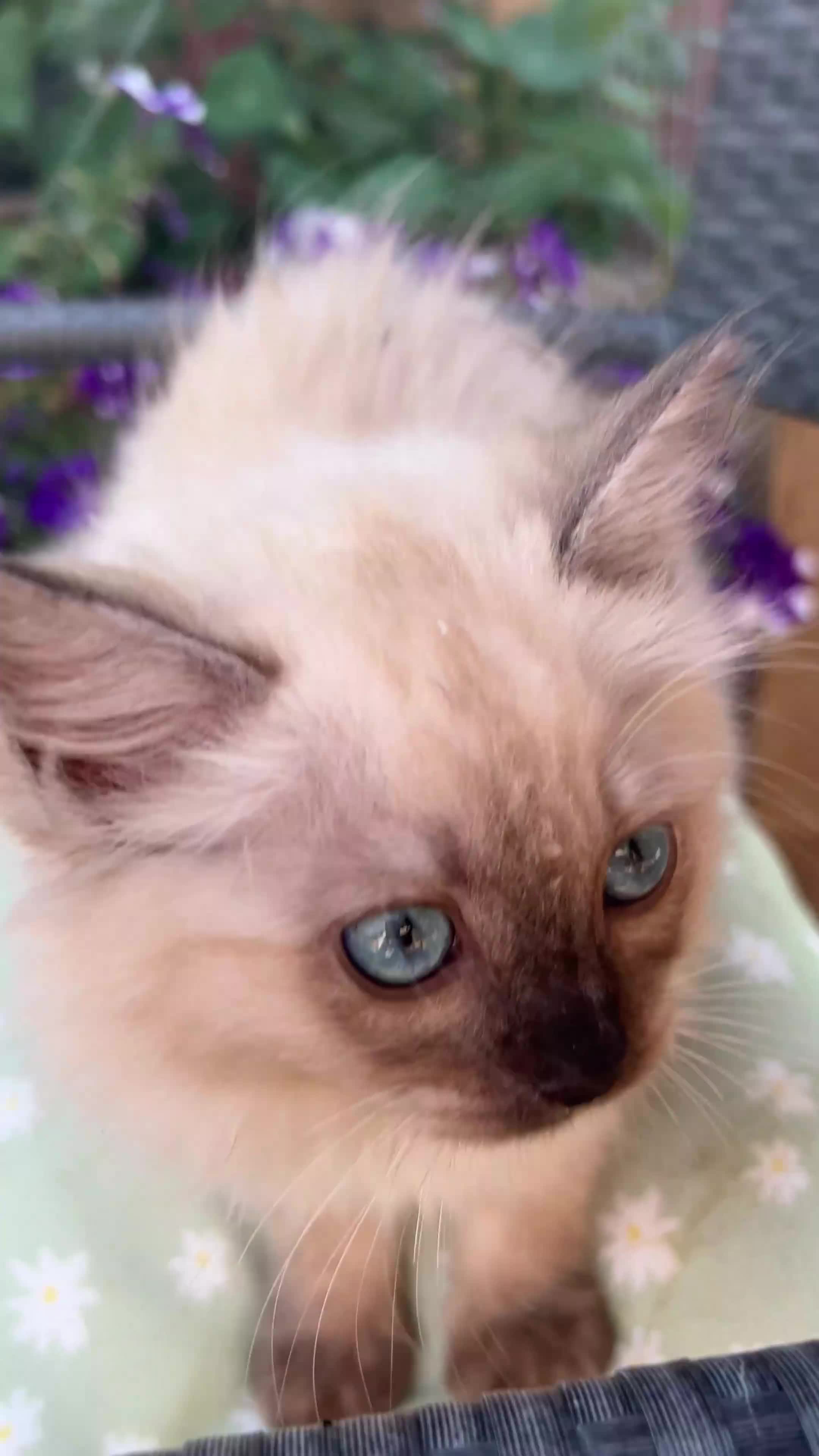 Ragdoll cats for sale: Ragdolls Mink Sepia TICA Cherubims Quality  - Video 4