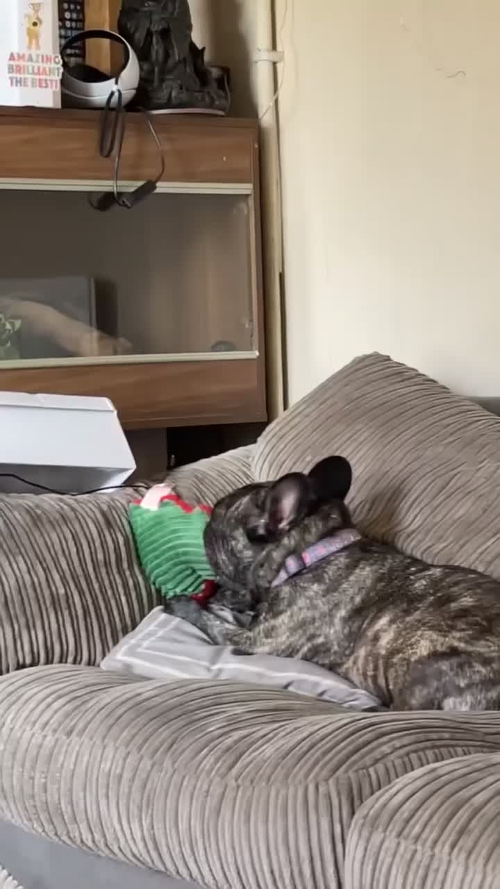 French Bulldog dogs for sale: 5-Year-Old French Bulldog  - Video 1
