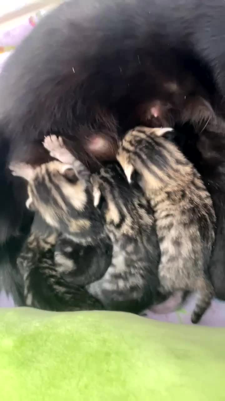 Mixed Breed cats for sale: * Beautiful Kittens Ready for a loving home.  - Video 1