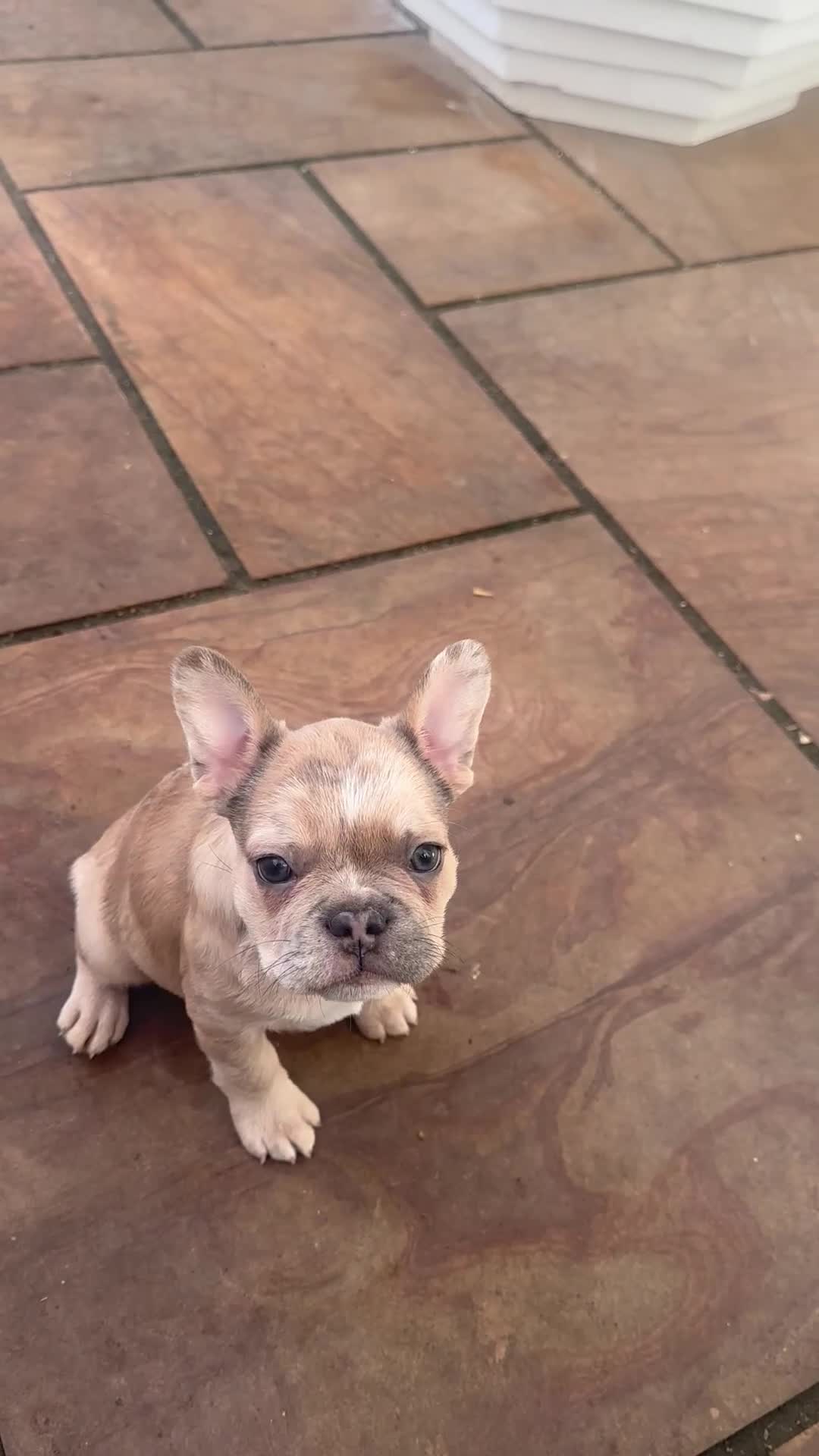 French Bulldog dogs for sale: French bulldog puppies - Video 1