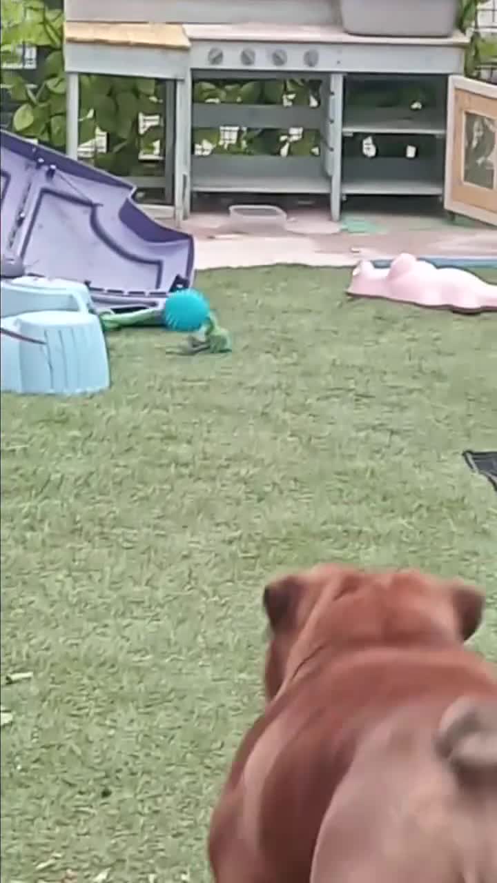 English Bulldog dogs for stud: BISCUIT for stud red and white boy - Video 1