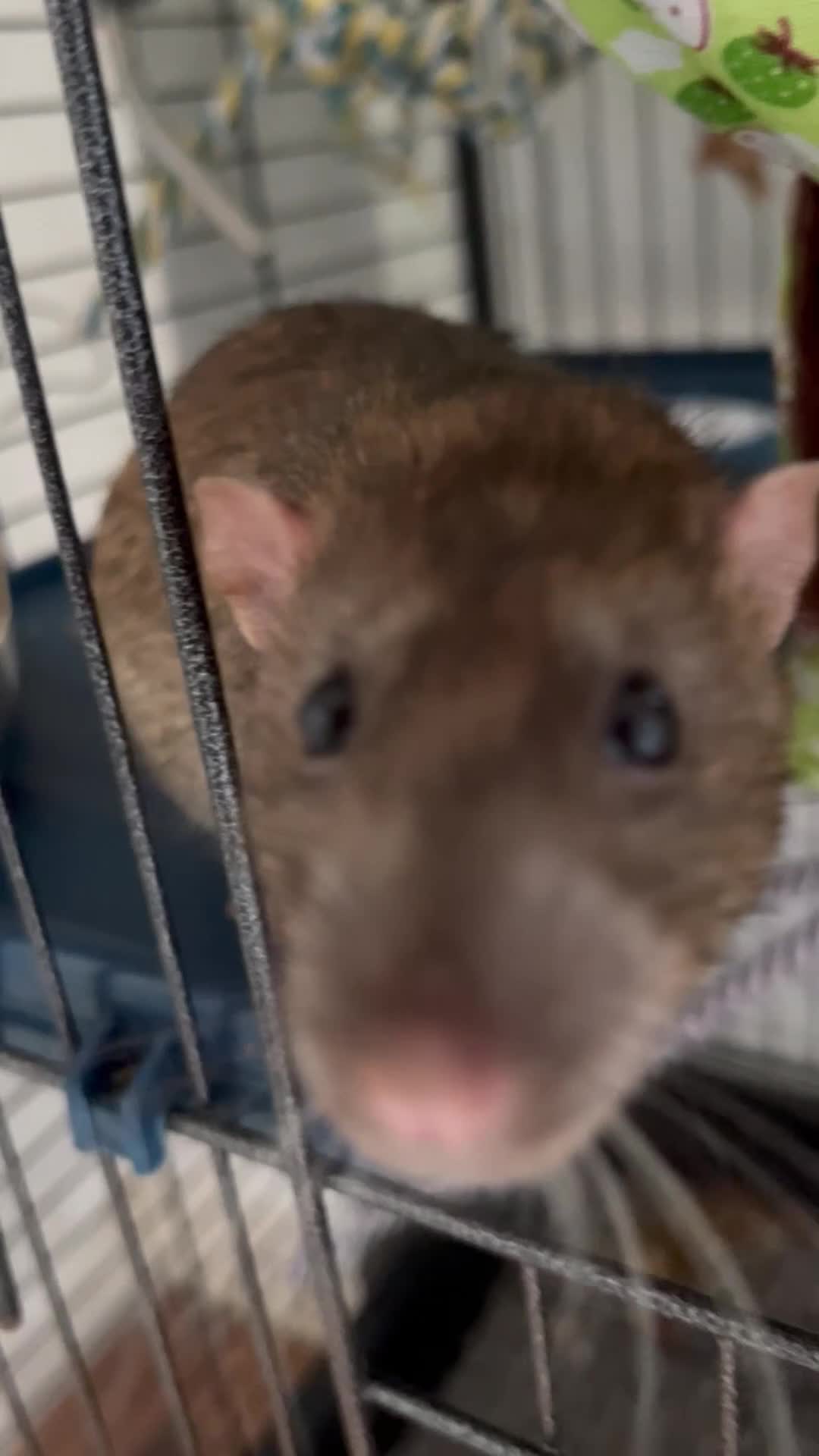 Rat rodents for sale: 4 Male rats + Cage (negotiable price)  - Video 1