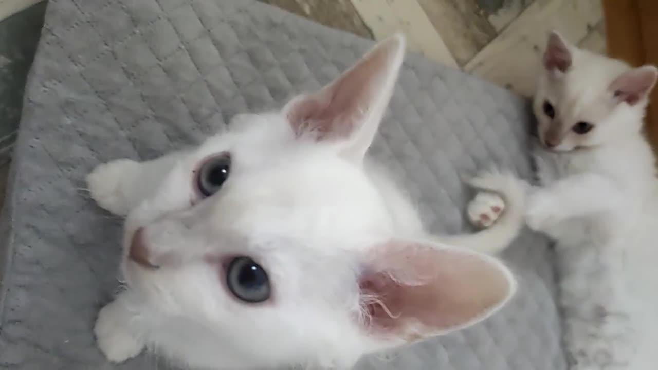 LaPerm cats for sale: Last one **Beautiful LaPerm curly fur boy kitten - Video 1