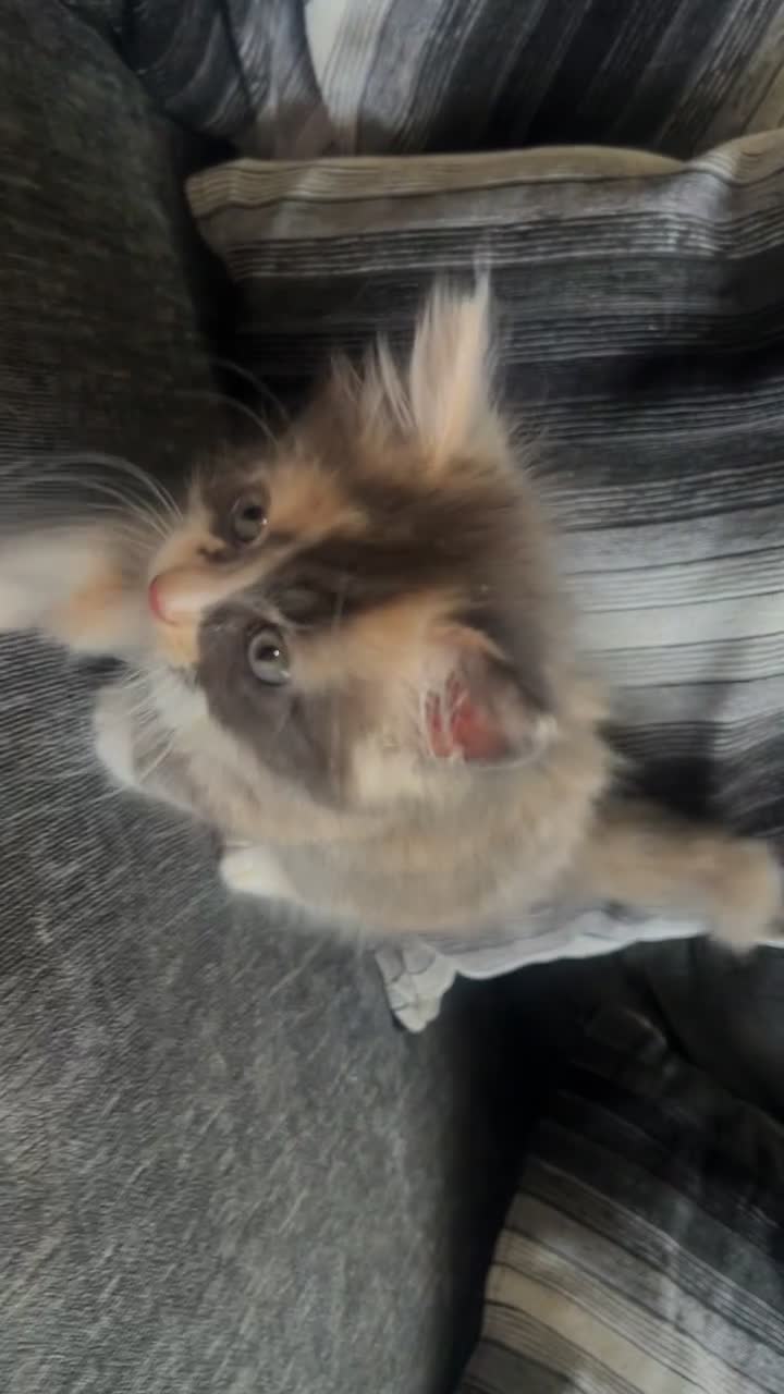 British Longhair cats for sale: Cute & fluffy British longhair kitten (leave soon) - Video 4