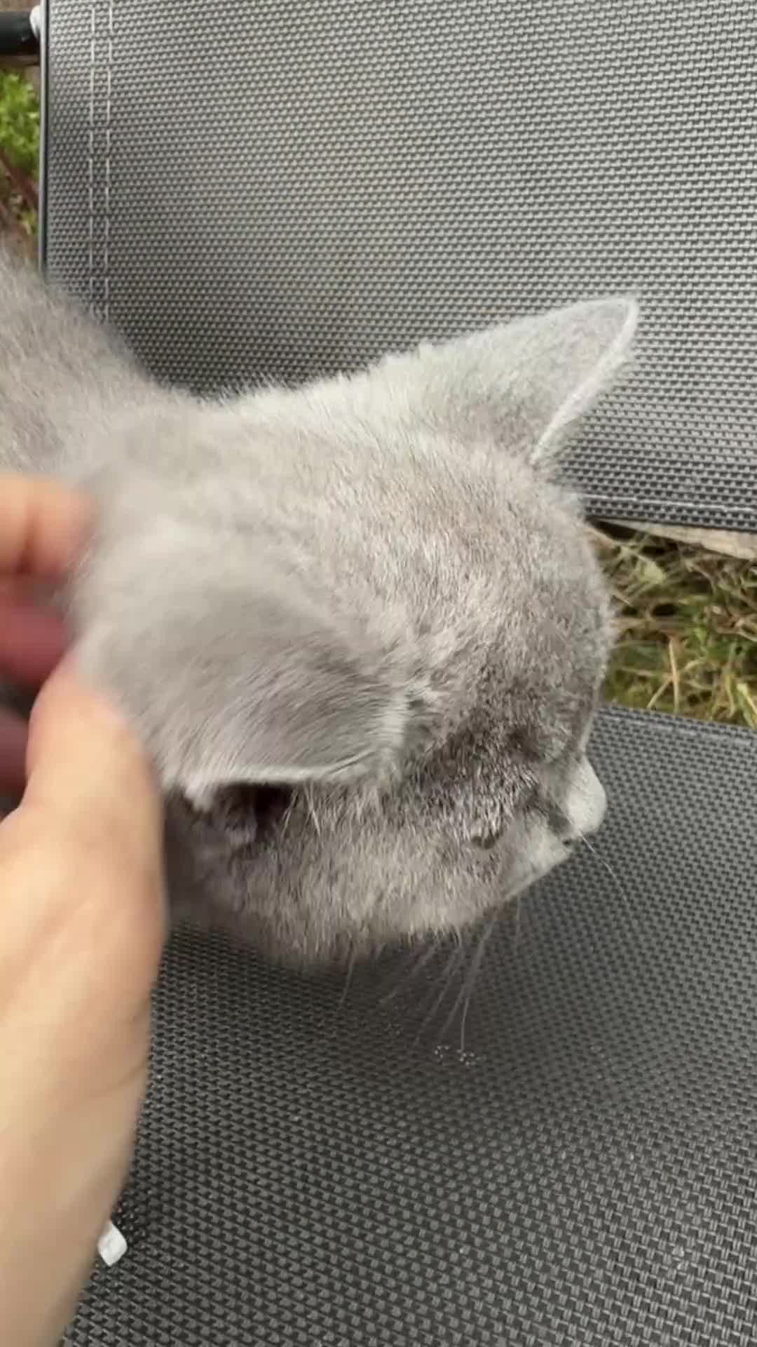 British Shorthair cats for sale: Lovely British Shorthair kittens for sale! - Video 3