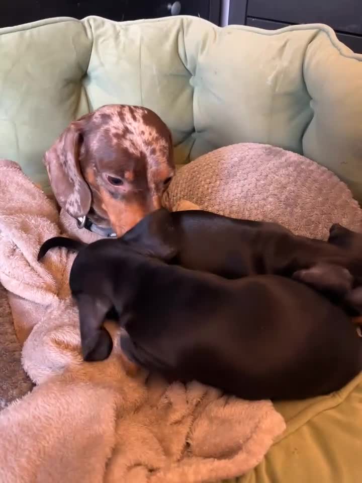 Miniature Dachshund dogs for sale: Miniature Smooth Haired Dachshunds Black & Tan  - Video 1