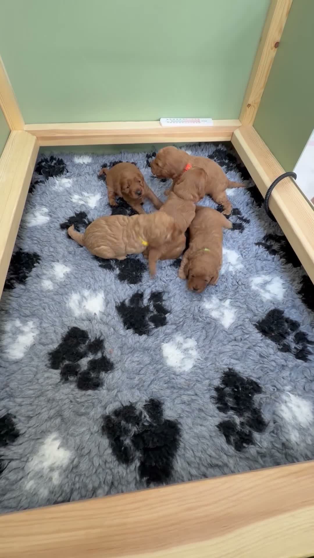 Cavapoo dogs for sale: Beautiful red cavapoo puppies  - Video 2
