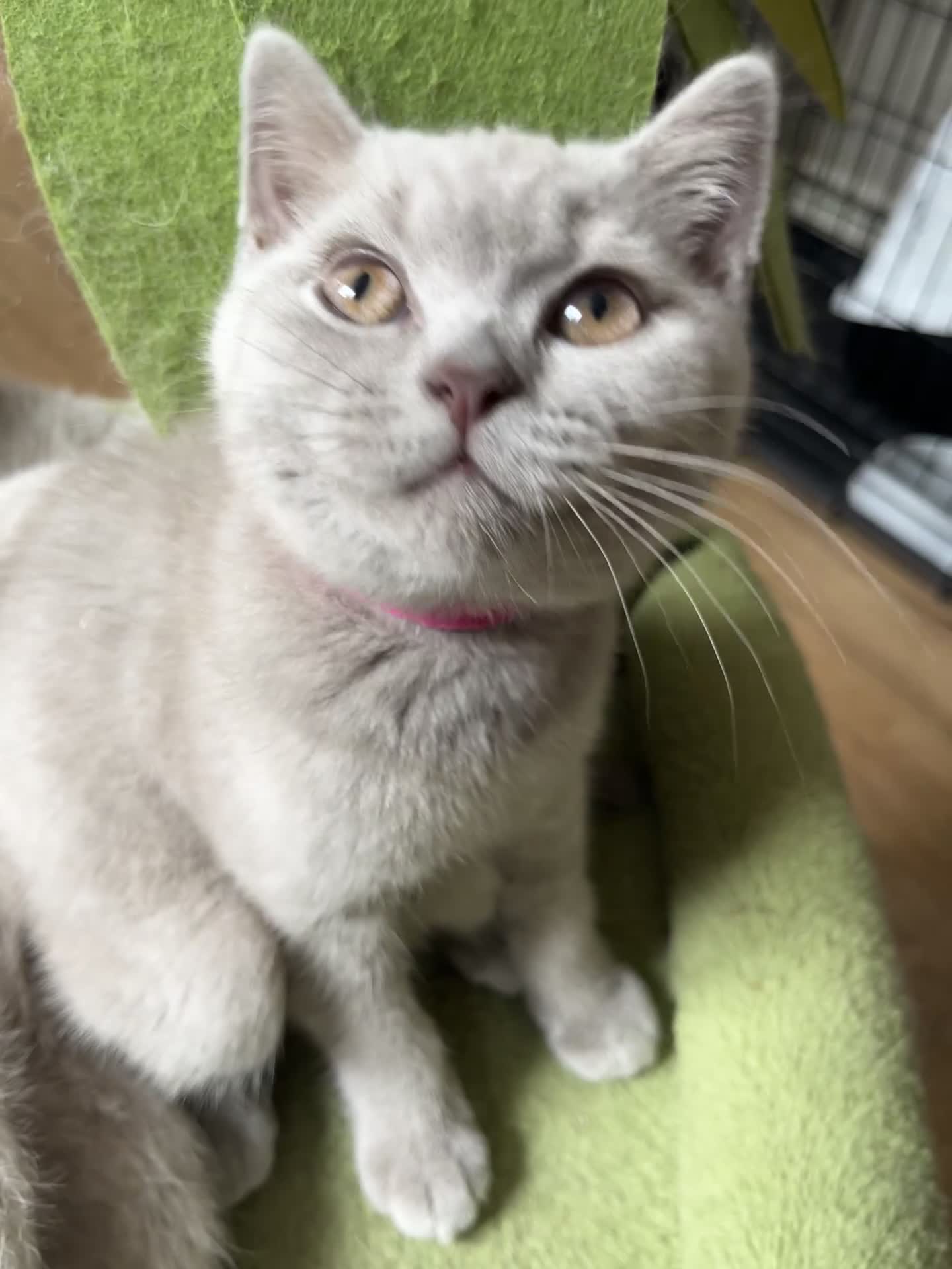 British Shorthair cats for sale: Lilac & Blue BSH’s GCCF available in 1 week 🩵💜 - Video 4