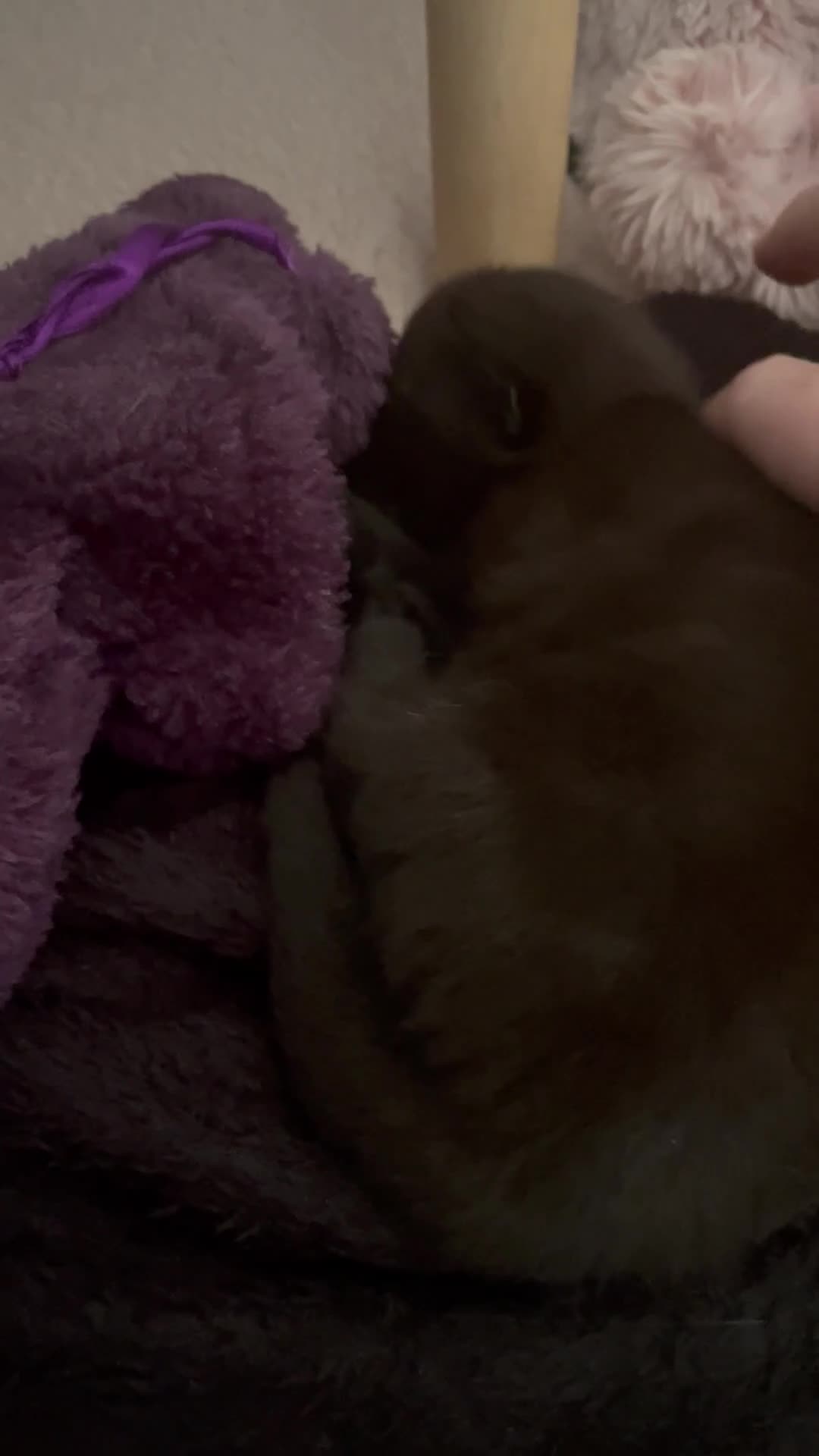 British Shorthair cats for sale: Male pure black & Female pure black with locket  in Alcester - Video 1
