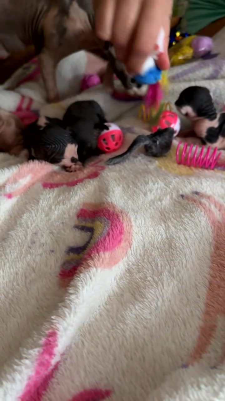 Sphynx cats for sale: 5 Beautiful Sphynx Babies  - Video 3