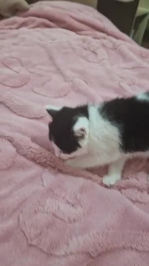 Mixed Breed cats for sale: 🐾 Adorable Kittens Looking for Loving Homes 💕 - Video 4