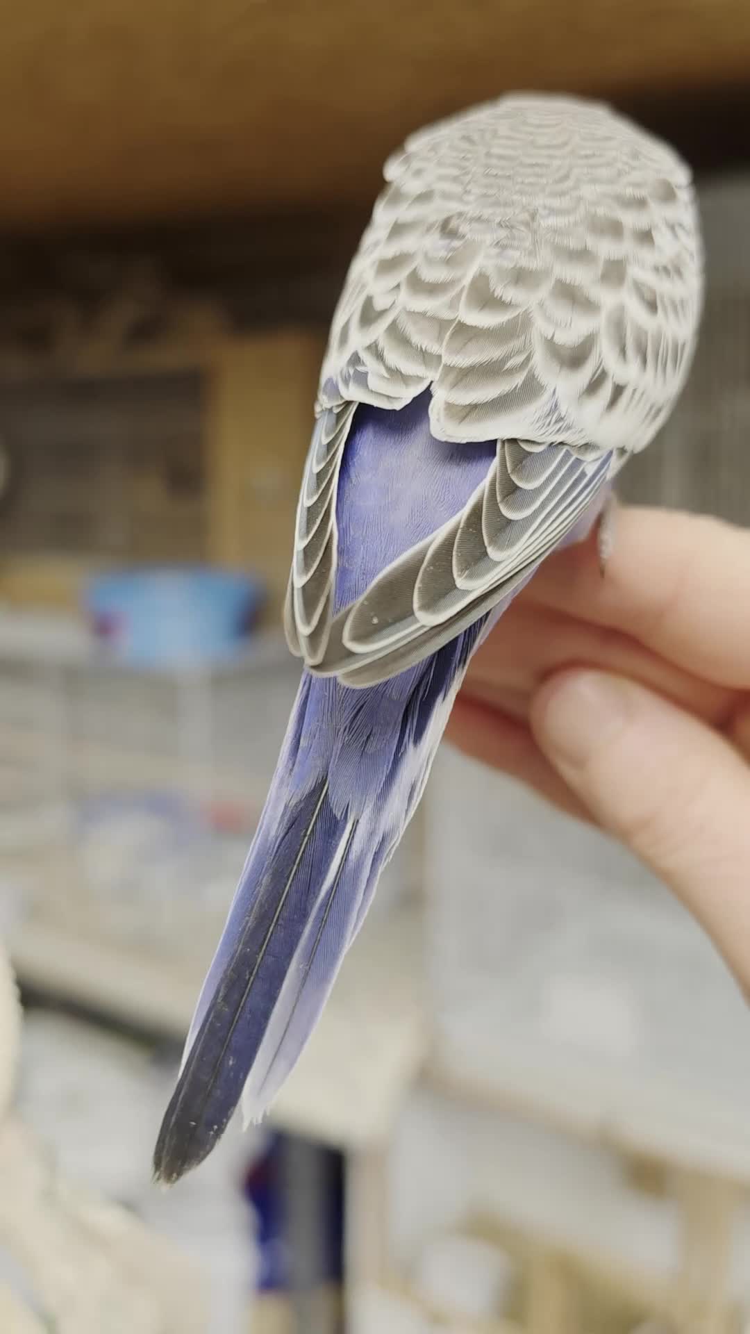 Budgerigars birds for sale: Hand tame violet baby budgies for sale  - Video 1