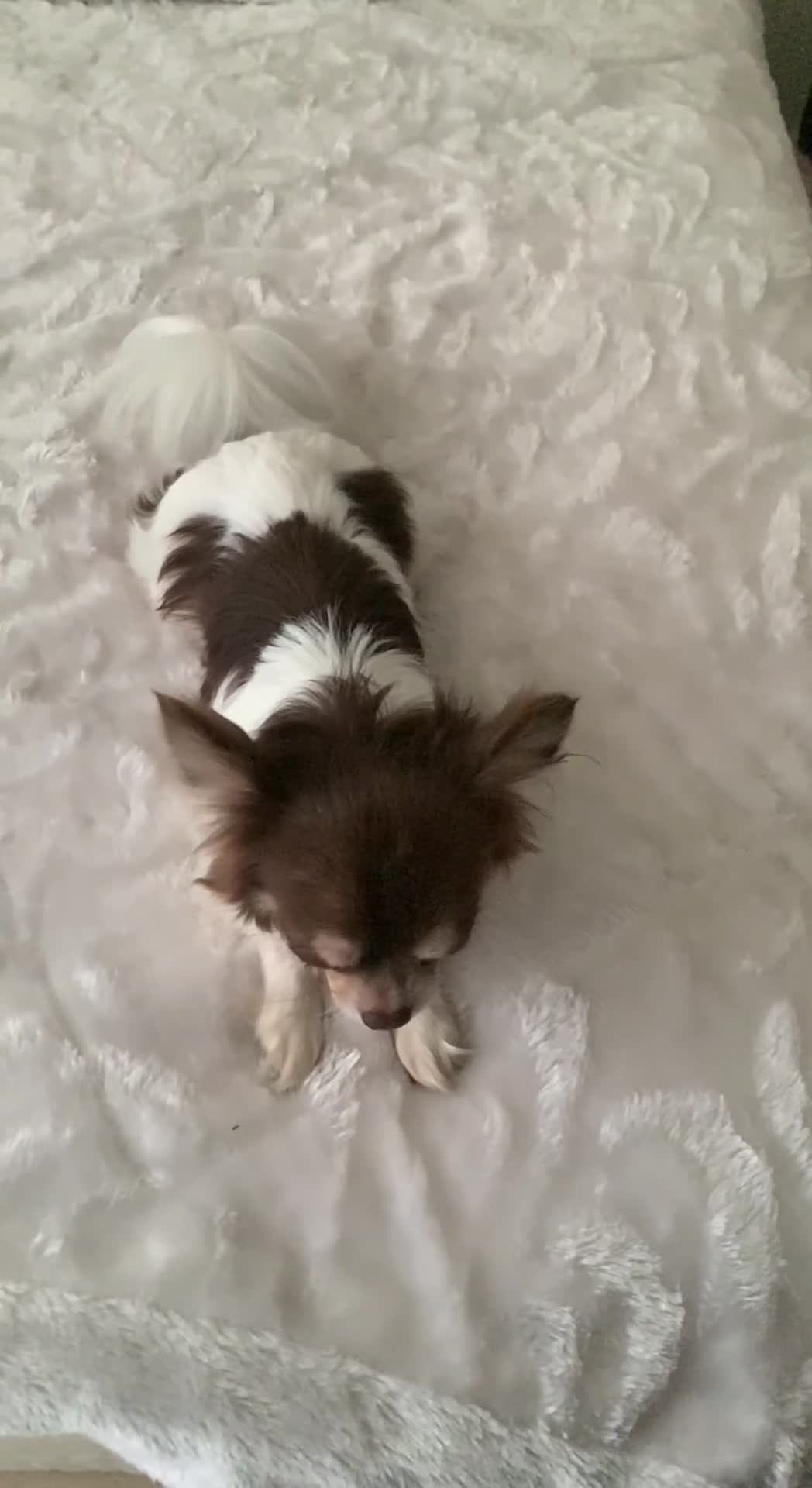 Chihuahua dogs for sale: Stunning chocolate tan & white Chihuahua Sheffield - Video 1