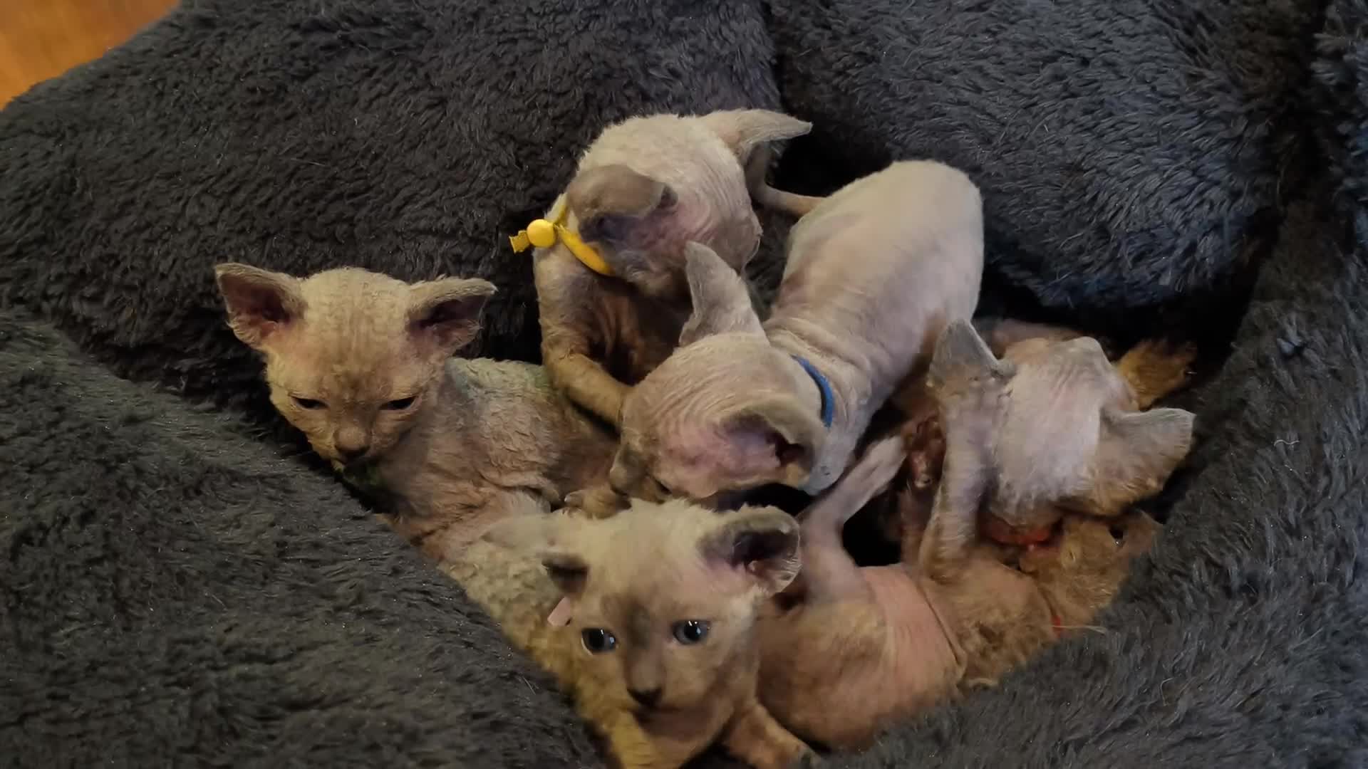 Sphynx cats for sale: Stunning Blue/Grey Sphynx Kittens (Litter of 6) - Video 4