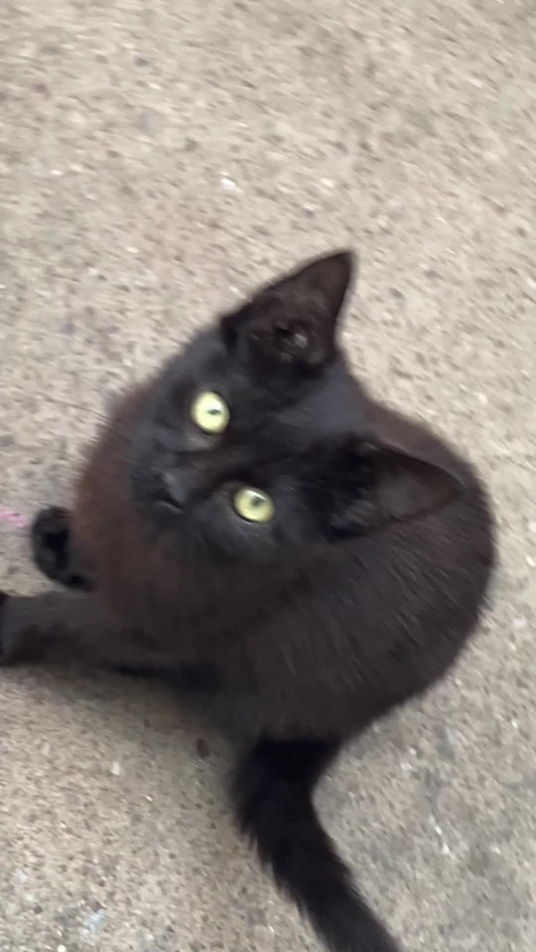 York Chocolate cats for sale: York Choclate Male and female kitten  - Video 2