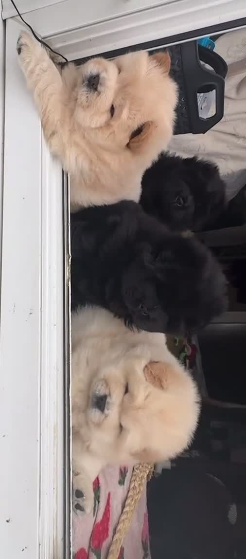 Chow Chow dogs for sale: Four Luxury Female ChowChows🐾 - Video 1