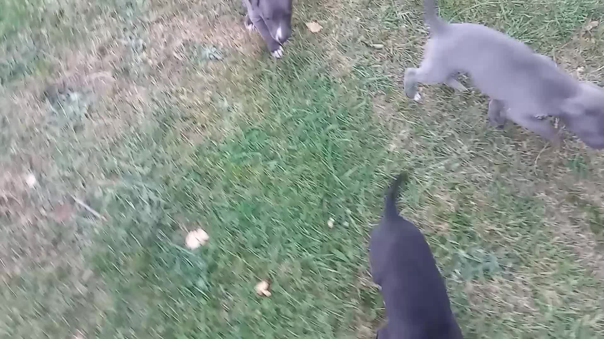Whippet dogs for sale: REDEVELYN WHIPPET'S KC REG NR GLOUCESTER  - Video 1