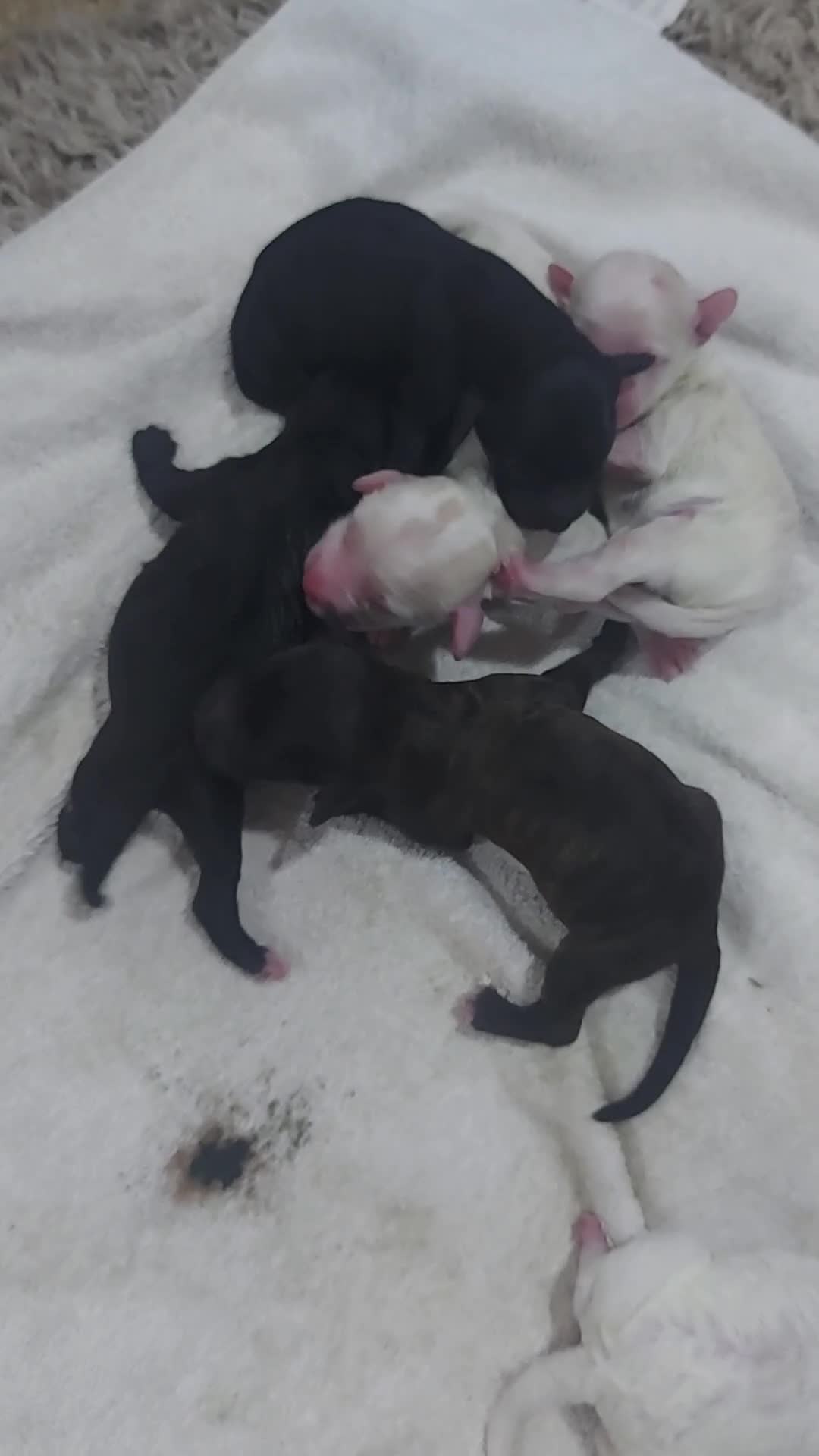 Cockapoo dogs for sale: F1b cockerpoo puppies - Video 1