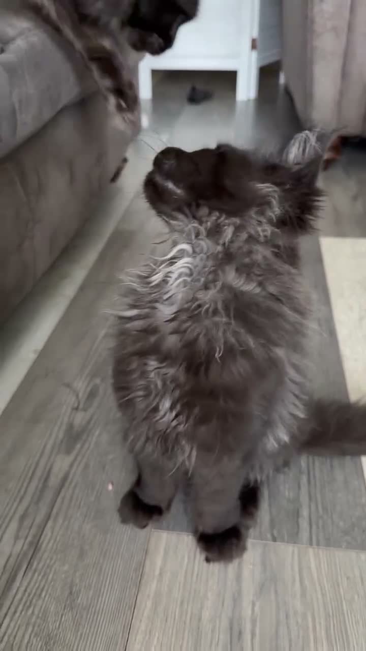 Maine Coon cats for sale: Tica registered black smoked male Maine coon - Video 3
