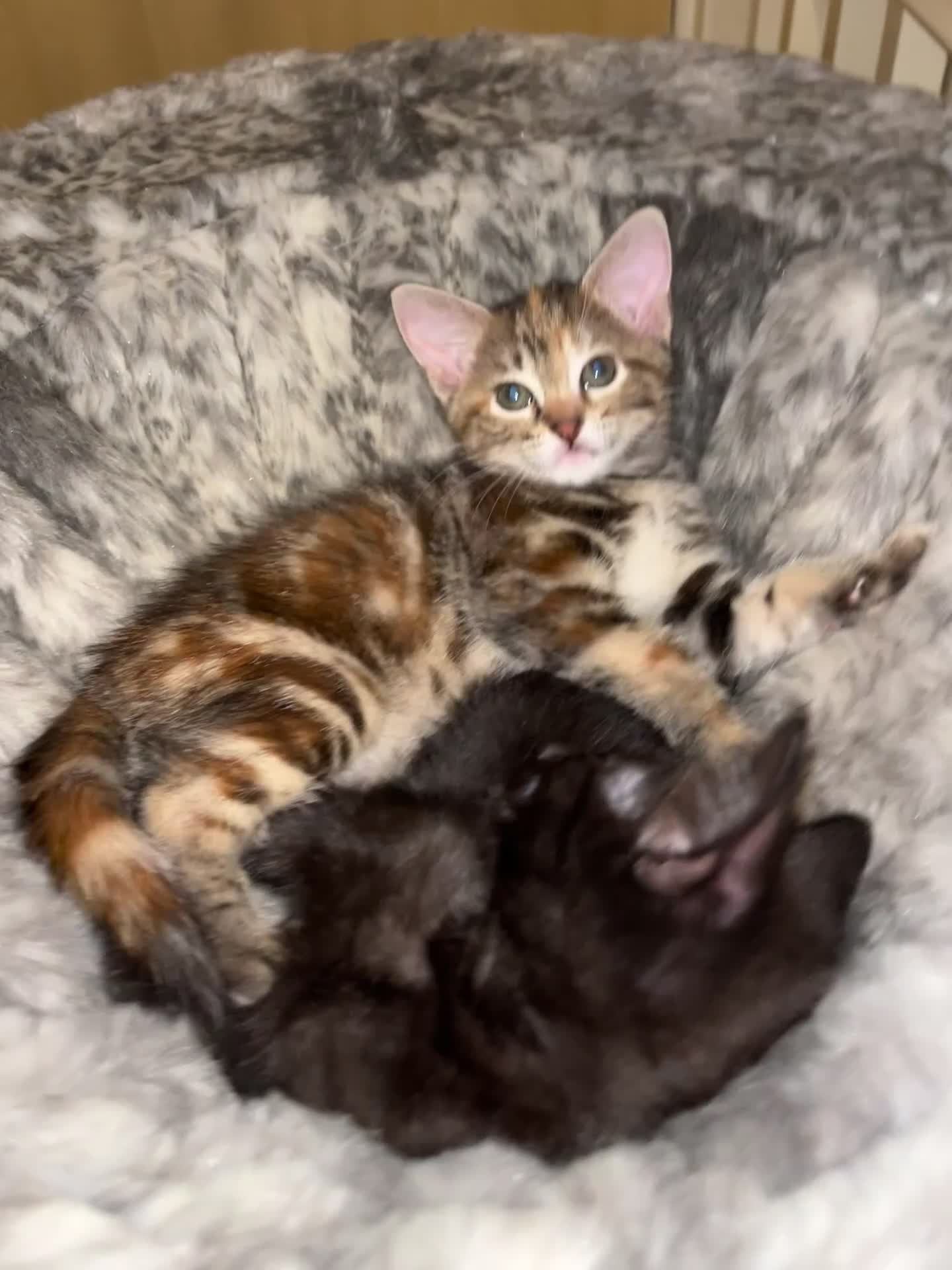 Mixed Breed cats for sale: Beautiful kittens ready for loving new homes.  - Video 2