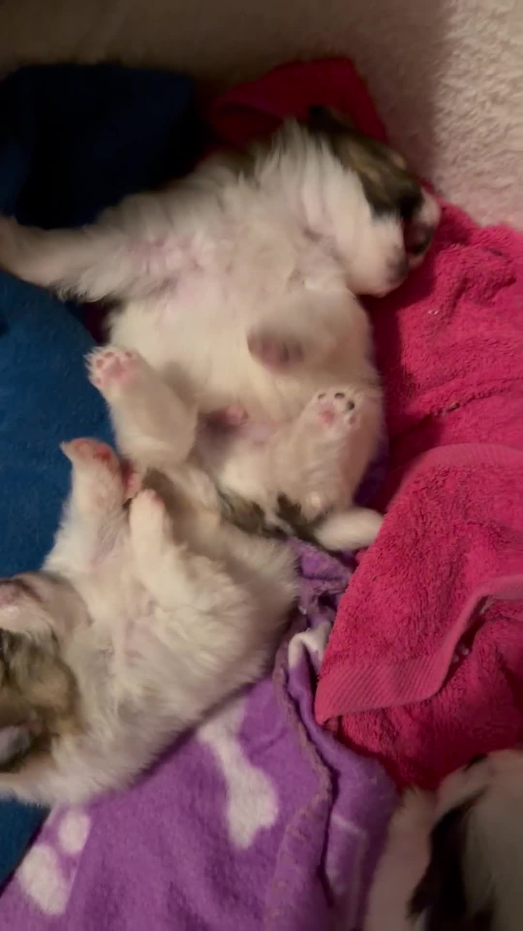 Pomeranian dogs for sale: XS Pomeranians  - Video 1