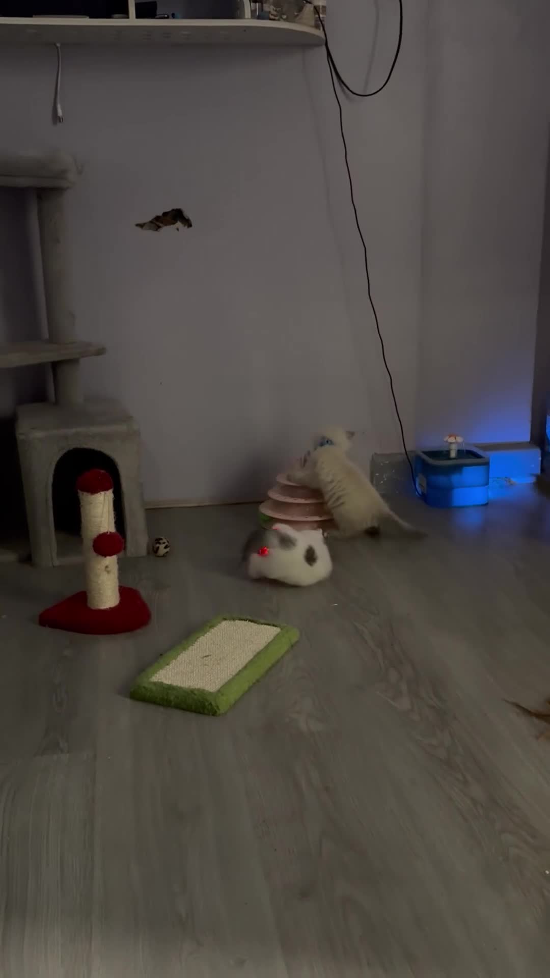 British Shorthair cats for sale: Beautiful BSH 2 male 1 female  - Video 1