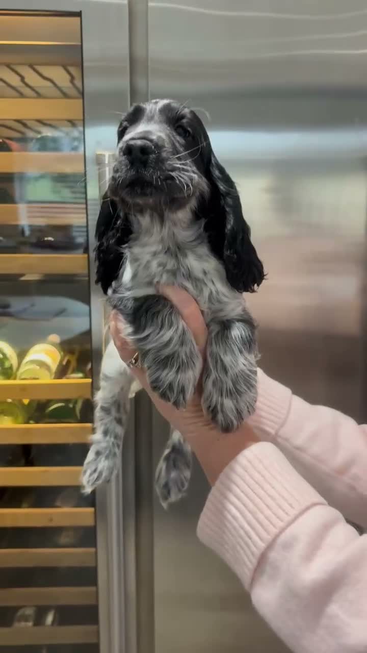 Cocker Spaniel dogs for sale: Extensively health tested show cocker spaniel pups - Video 1