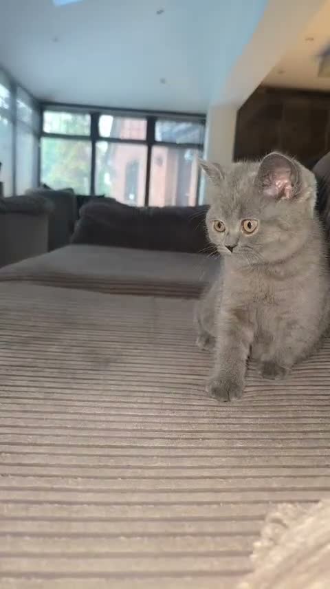 British Shorthair cats for sale: Kitten 9 weeks in Walsall - Video 1