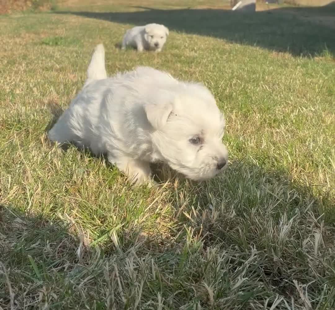 West Highland Terrier dogs for sale: West highland terrier puppies  in Northampton - Video 3