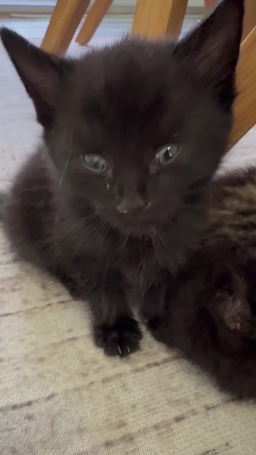 Mixed Breed cats for sale: Very nice kittens - Video 2