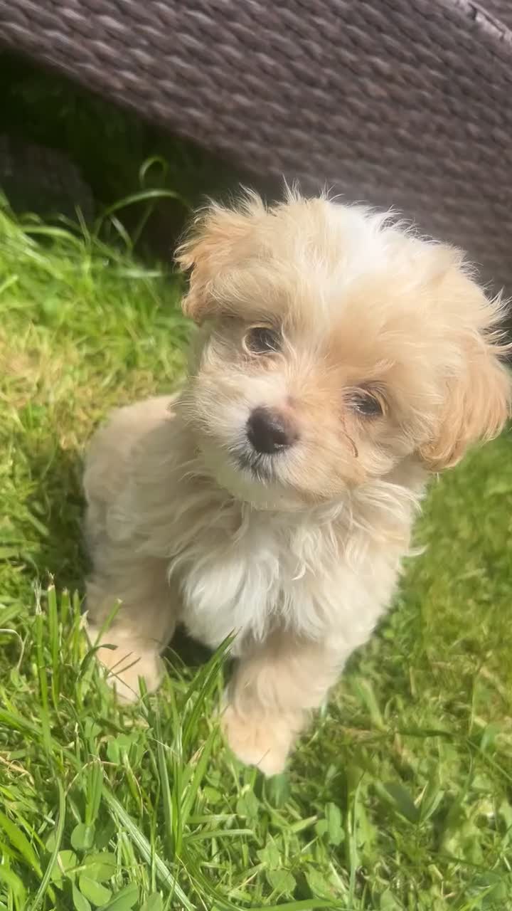 Maltipoo dogs for sale: 🌟 **Adorable Maltipoo Puppies!** 🌟  - Video 2