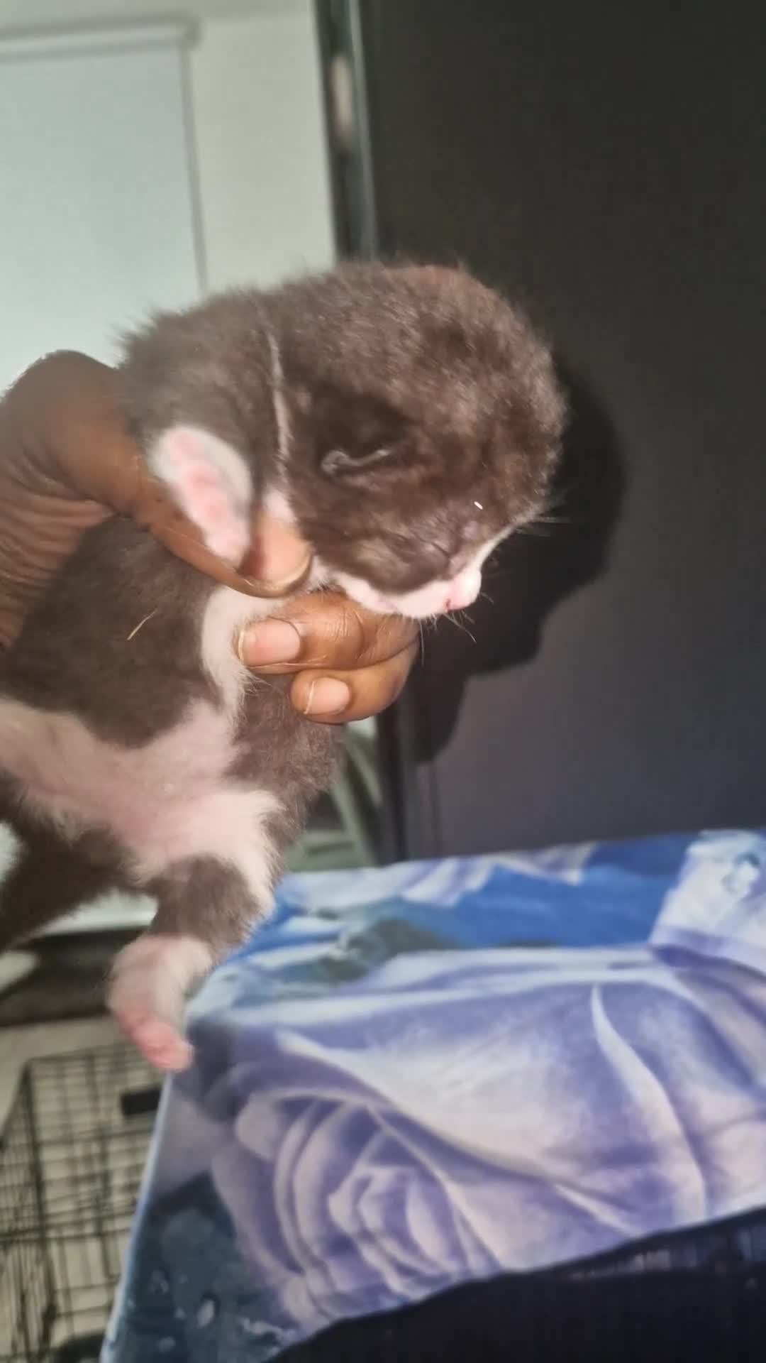 Mixed Breed cats for sale: 3 fluffy Kittens for sale  - Video 3