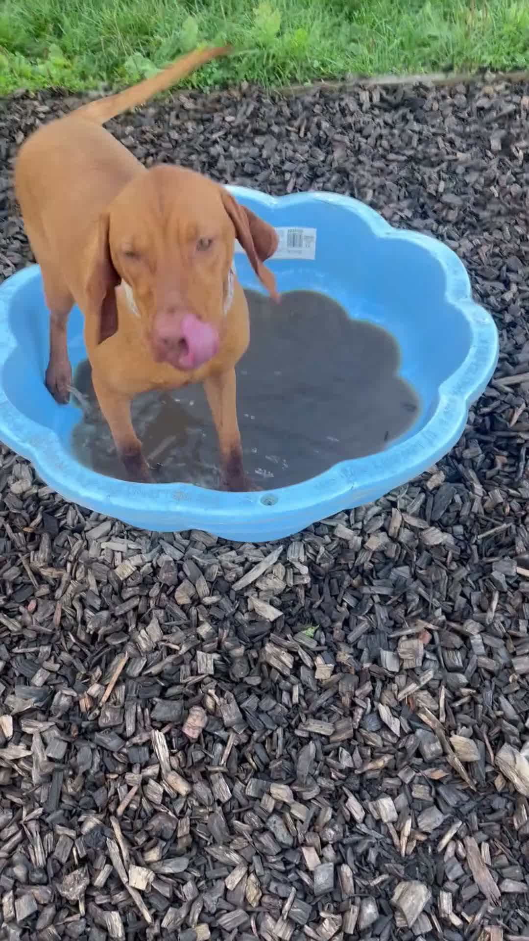 Hungarian Vizsla dogs for sale: 2 year old stunning athletic beautiful girl - Video 1