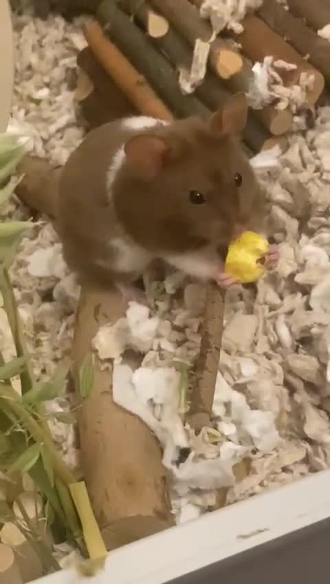 Hamster rodents for sale: hamster for sale  - Video 2