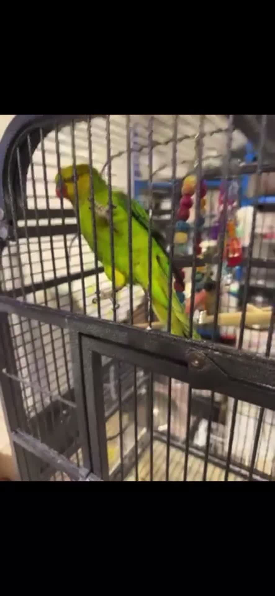 Conures birds for sale: Yellow headed semi tamed talking Lori  - Video 1