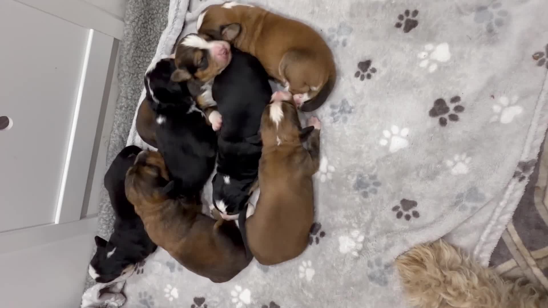Bernedoodle dogs for sale: 7 beautiful Ultradoodle Pups in Prescot - Video 1