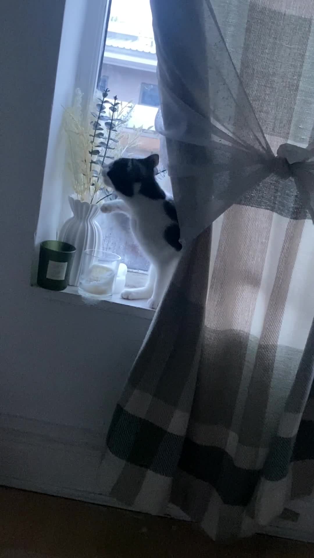 Turkish Van cats for sale: Kitten (Turkish Van X ) - Video 5