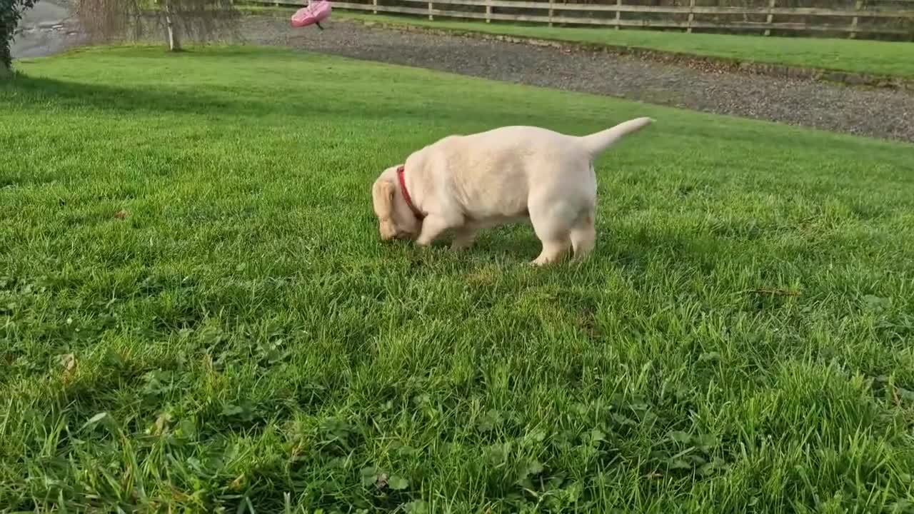 Labrador Retriever dogs for sale: Only 2 females left - Video 1