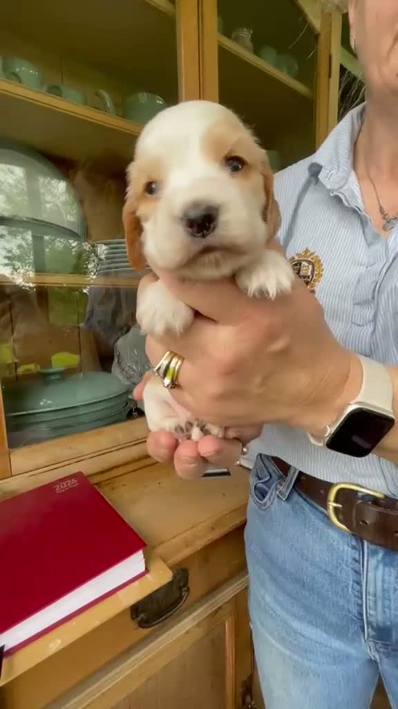 Cocker Spaniel dogs for sale: Health tested parents orange roan show type  - Video 1