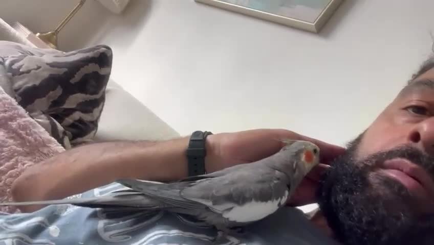 Cockatiels birds for sale: Tame Cockatiel with full set up. Beautiful boy ❤️ - Video 2
