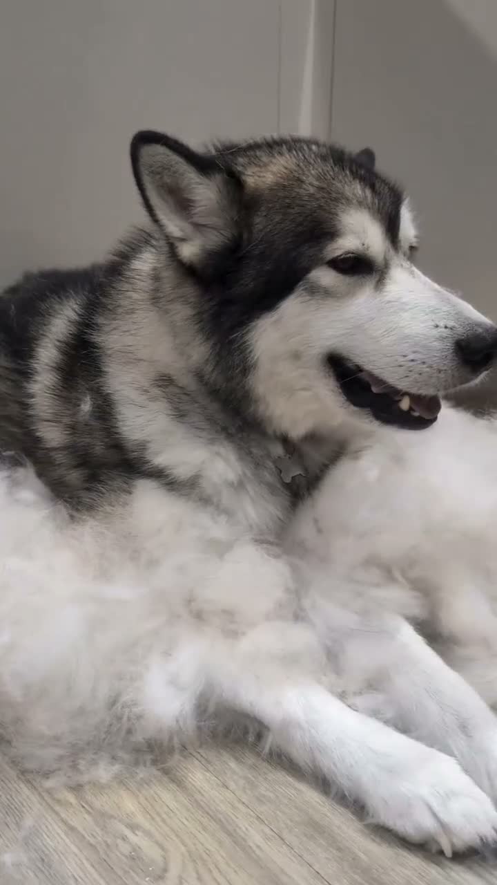 Alaskan Malamute dogs for stud: Alaskan Malamute to Stud - Monty! in Nottingham - Video 1