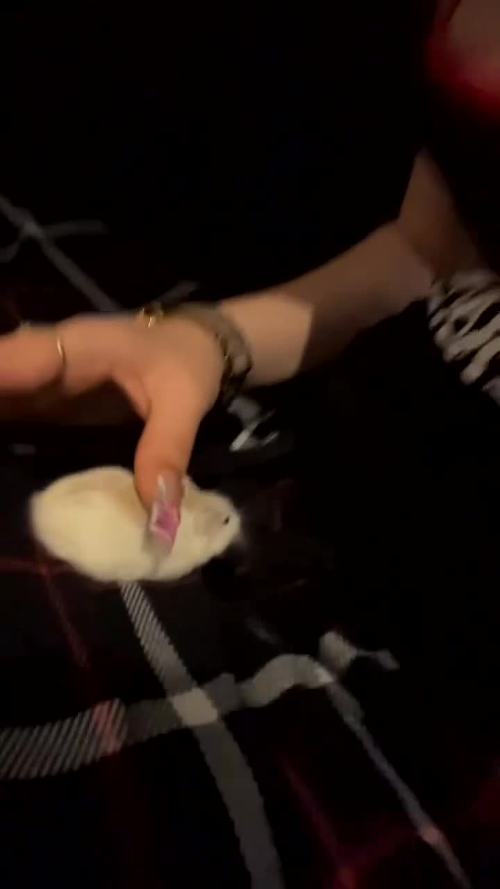 Hamster rodents for sale: 10 Month old Roborovski Dwarf Hamster  - Video 2