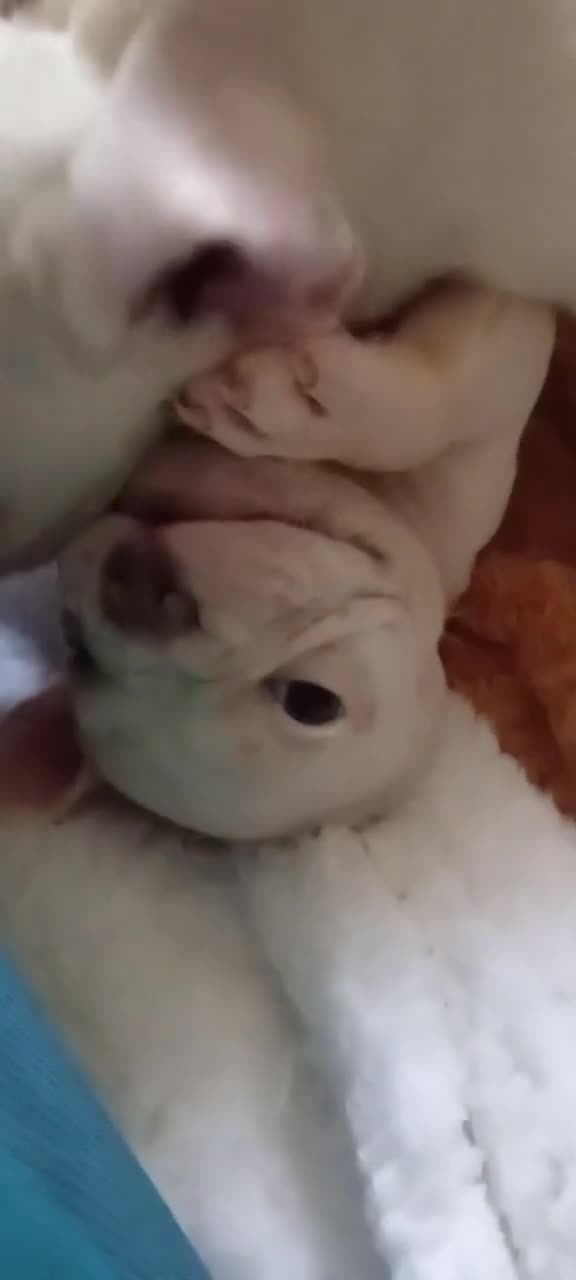 French Bulldog dogs for sale: pedigree French Bulldog pups - Video 3